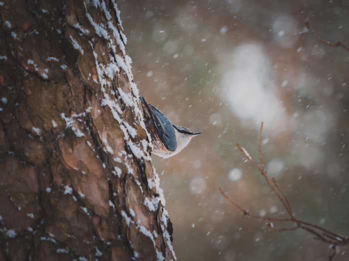 Snowfall%20on%20Bark