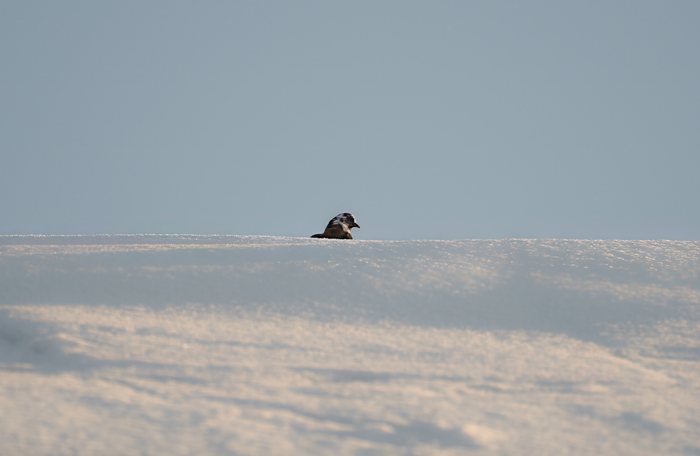 Snowline%20Solitude