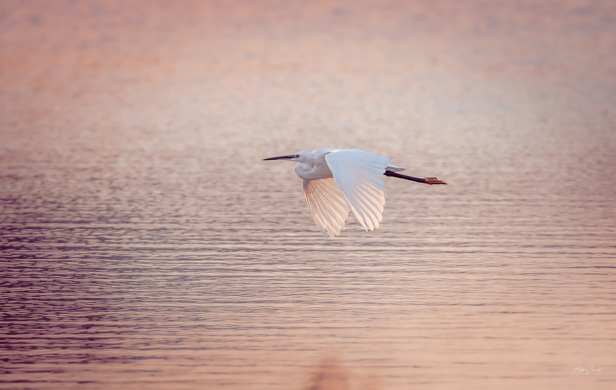 Little egret flying low over softly lit water