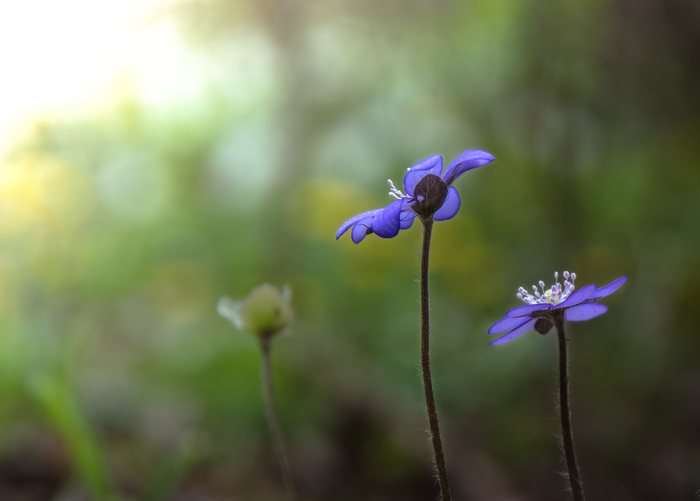 Spring%20in%20Violet