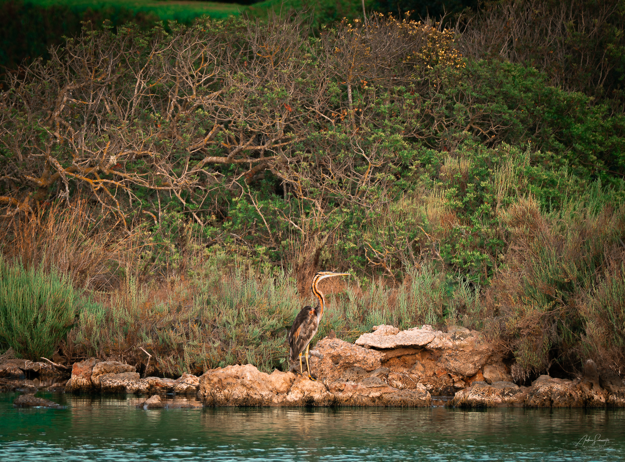 Purple heron standing on a rocky shore beside calm water