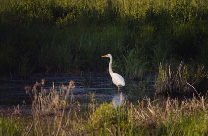 White Marsh Stillness
