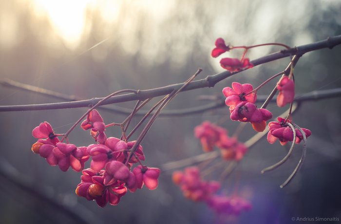 Winter%20Berries