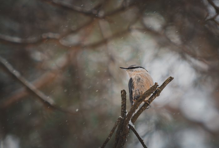 Winter%20Hushflight