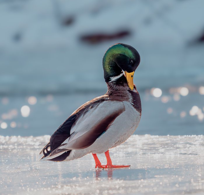 Winter%20Mallard