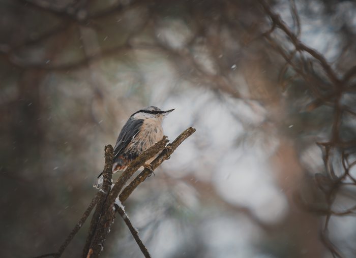 Winterhush%20Perch